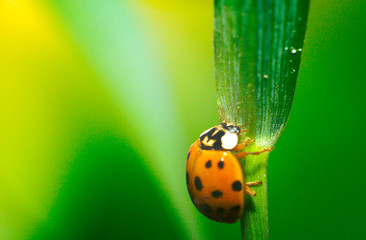 Ladybug on green grass macro close up with defocused background