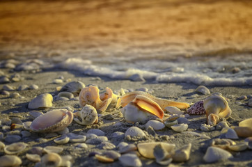 Sanibel Island littered with seashells at sunset