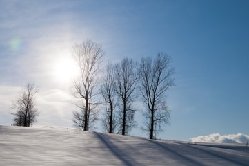 Fototapeta na wymiar 冬の太陽と冬小立