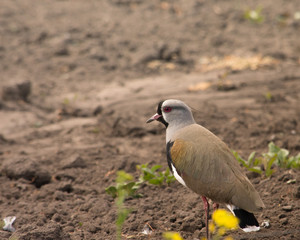 Vanellus chilensis