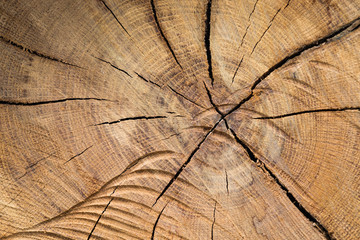 Cracked split wood