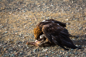 Golden eagle attacked a rabbit and killed him.