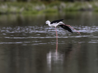Black-winged Stilt Stretching its Wings