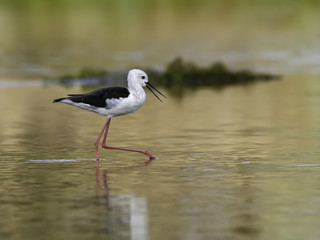 Black-winged Stilt Foraging on the Pond in Early Morning