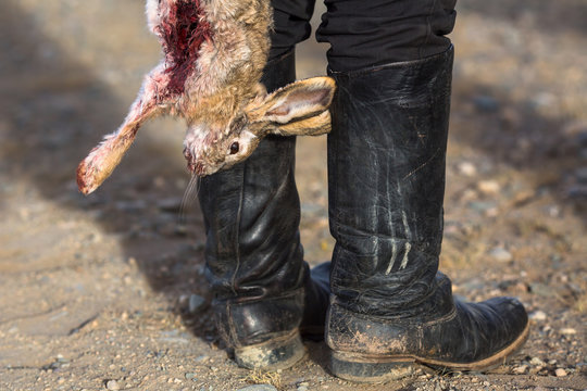 Dead bloody rabbit a hunting trophy..