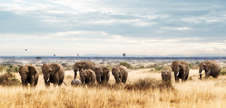 Fototapeta Herd of Elephant in Kenya Africa