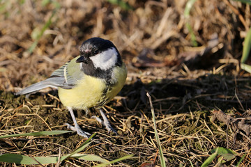 The tit is heated in the autumn sun