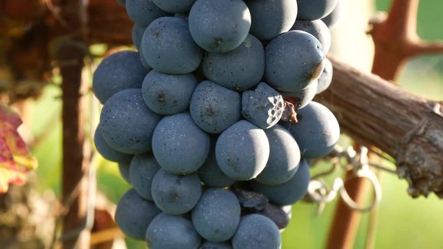 Grappolo uva Barolo