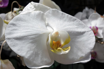 Fototapeta na wymiar White orchid flower