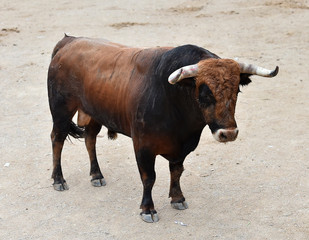 bull