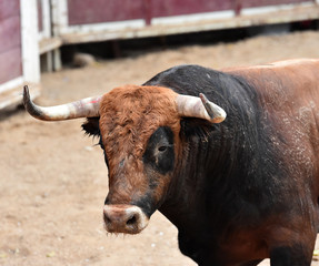 bull