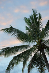 Fototapeta na wymiar Sunset over palm trees in Port Douglas, Australia 