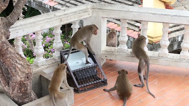 Aggressive angry monkey in buddhist temple. Hua Hin, Thailand