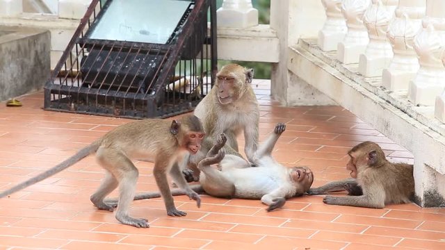 Monkey family in buddhist temple. Hua Hin, Thailand