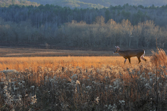 Buck crossing field in fall