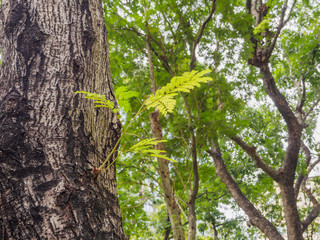 The tree is germinated .