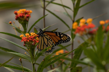 Obraz premium Monarch butterfly feeding on milkweed