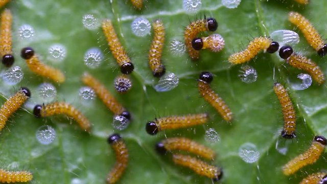 Caterpillar of Leopard lacewing (Cethosia cyane euanthes) butterfly emerging from eggs and eating their eggs