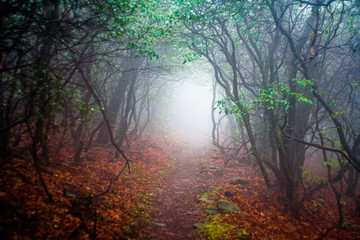 Obraz premium Foggy Leaf Covered Trail