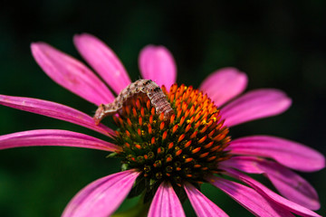 Caterpillar on Flower, Close Up
