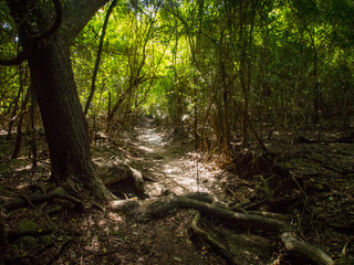 Reef Bay Trail Jungle, St. John