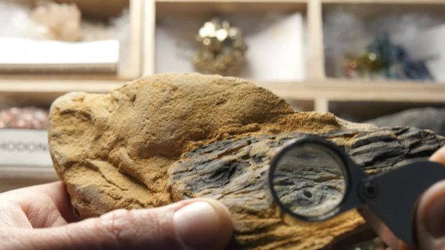 Paleontologist studying fossil of Glossopteris tree Permian Period