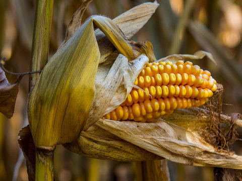 Exposed Corn Cob on Stalk in Autumn