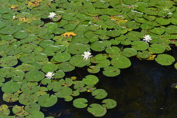 Lily Pads Advancing