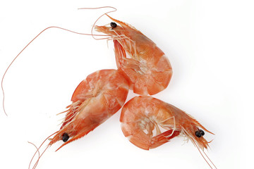 shrimp