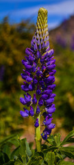 LUPINUS, FLOR