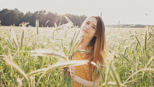 Beautiful young girl among the tall green spikelets of wheat in the field. She collects spikelets in bundles. The girl enjoys the summer in the rays of sunlight.