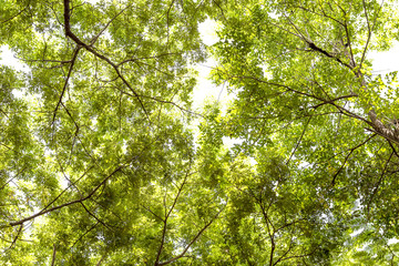Nature concept background of green leaf tree