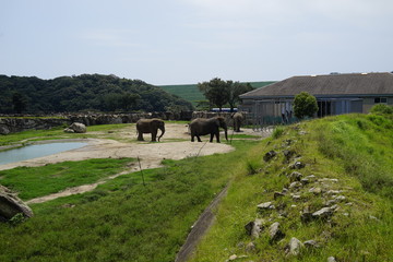 サファリパーク　キリン　象　