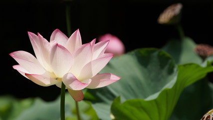 Fototapeta premium lotus flower pond