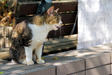 唸る猫