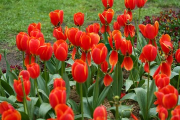 Fototapeta premium Red Tulips