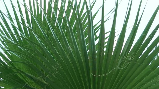 palms in the summer