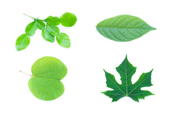 Green leaf on white background