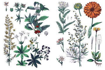 Ilustracje roślin. - 179932067