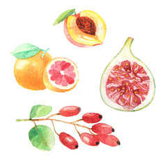 Hand dawn set with watercolor fruits, fresh food, peach, gojiberry, grapefruit, fig