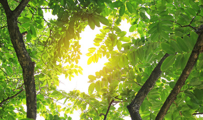Tree branches in the garden with rays of sunlight.