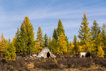 The camp of the Tsaatan - reindeer herders in the Mongolian taiga © tilpich