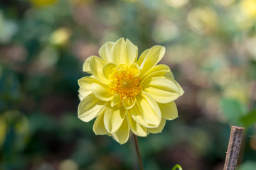 Flowers bloom in winter