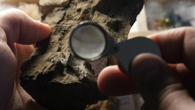 Fossilized sea creature from Permian period 