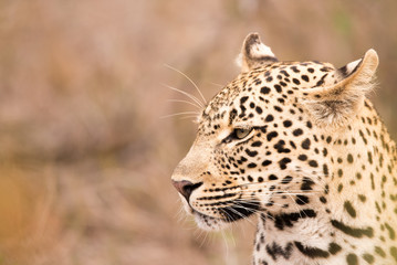 Fototapeta na wymiar Leopard can't change its spots