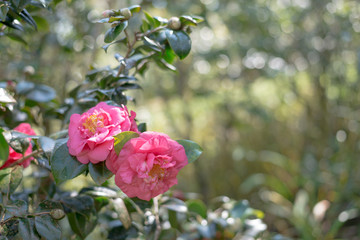 Flowers bloom in winter