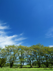 Obraz premium 緑の桜並木