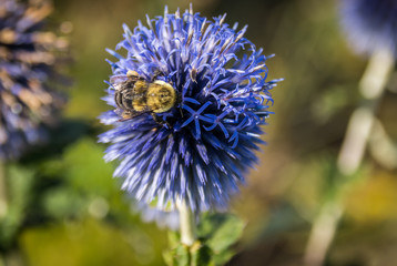Bee on Blue Glow flower