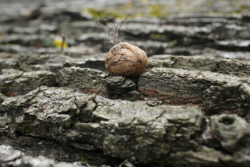 bark of tree textured background with walnut in autumn,