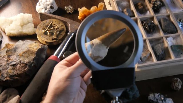 Paleontologist studying dinosaur fossil tooth from prehistoric time